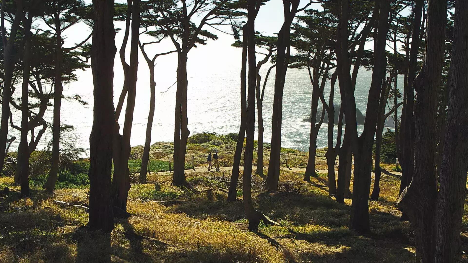Gli escursionisti camminano lungo una sezione boscosa del Lands End Trail, con l'Oceano Pacifico sullo sfondo.
